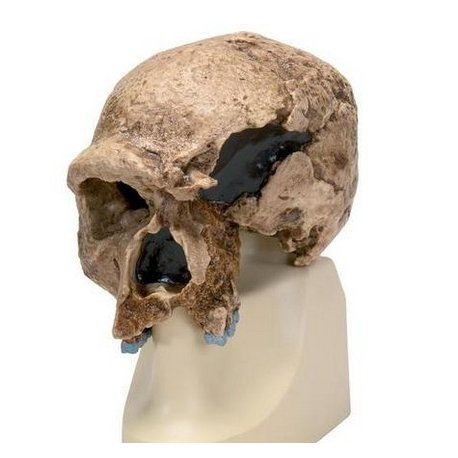 Antropologický model lebky - Steinheim -  Homo sapiens steinheimensis