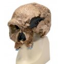 Antropologický model lebky - Steinheim -  Homo sapiens steinheimensis