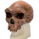 Antropologický model lebky - Kabwe - Homo sapiens rhodesiensis