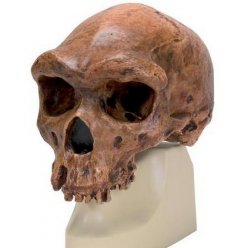 Antropologický model lebky - Kabwe - Homo sapiens rhodesiensis