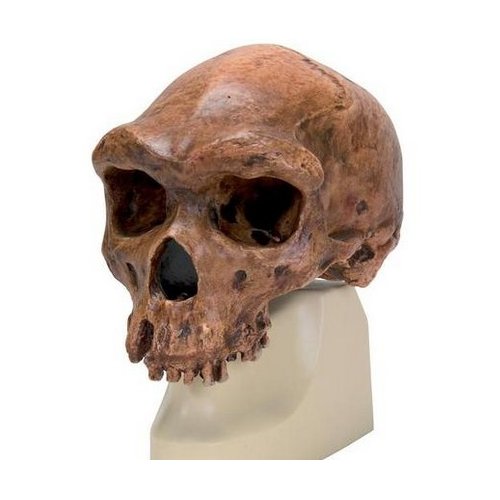 Antropologický model lebky - Kabwe - Homo sapiens rhodesiensis