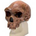 Antropologický model lebky - Kabwe - Homo sapiens rhodesiensis