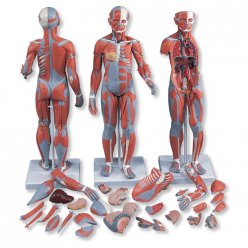 Model lidského svalstva - oboupohlavní - 33 částí - DOPRODEJ
