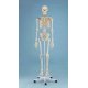 Model kostry člověka s vazy - na pohyblivém stojanu