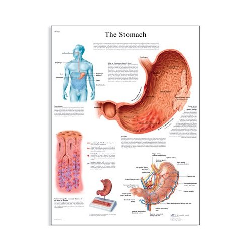 Schéma - lidský žaludek - AJ - 50x67 cm