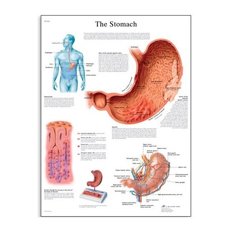 Schéma - lidský žaludek - AJ - 50x67 cm