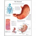 Schéma - lidský žaludek - AJ - 50x67 cm