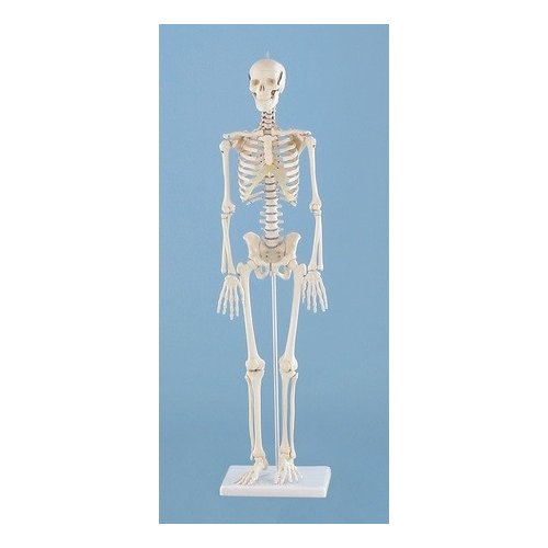 Mini model kostry člověka