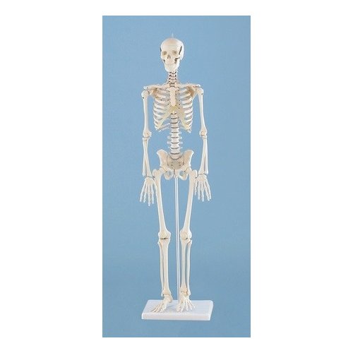 Mini model kostry člověka