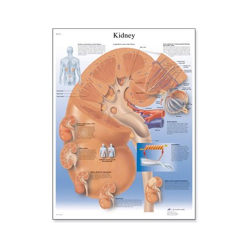 Schéma - lidská ledvina - AJ - 50x67 cm