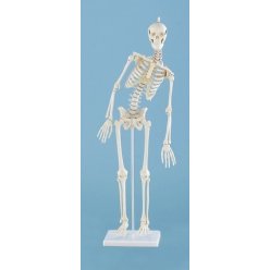 Mini model kostry člověka - s pohyblivou páteří