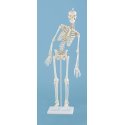Mini model kostry člověka - s pohyblivou páteří