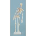 Mini model kostry člověka - s pohyblivou páteří - s vyznačením svalů