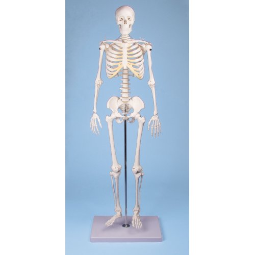 Mini model lidské kostry