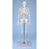 Tento mini model lidské kostry je velmi praktickou anatomickou pomůckou. Pro svou velikost jej můžeme postavit i na stůl a snadno přenášet. Na kostře jsou zobrazeny veškeré anatomické detaily, proto je replika vhodná pro základní, střední i vysoké školy. Model je umístěn na podstavci.