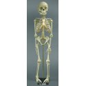 Model kostry dítěte - 5 let