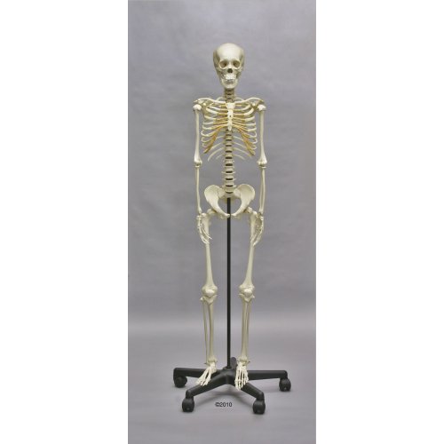 Model kostry dospívajícího člověka