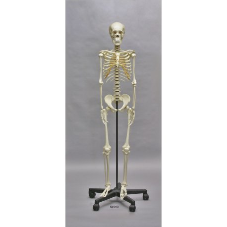 Model kostry dospělého člověka