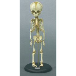 Model kostry lidského plodu - 30.týden 