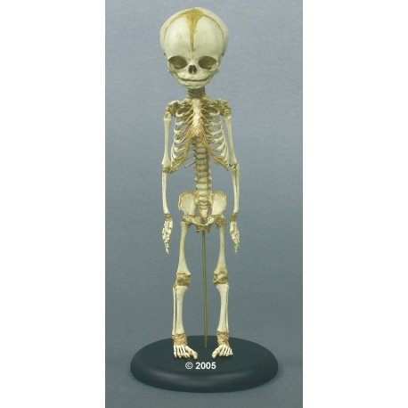 Model kostry lidského plodu - 30.týden 