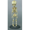 Model kostry lidského plodu - 30. týden 