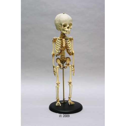 Model kostry dítěte - 14. - 16. měsíc