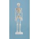 Mini model kostry člověka - s vyznačením svalů
