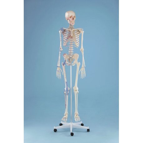 Model kostry člověka - s vazy a pohyblivou páteří