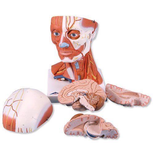 Model lidského svalstva krku a hlavy - 5 částí