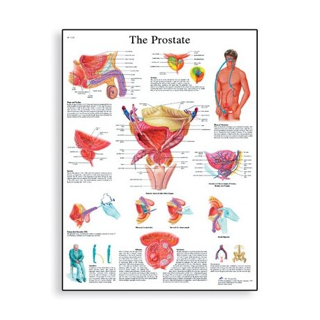Schéma - lidská prostata - AJ - 50x67 cm