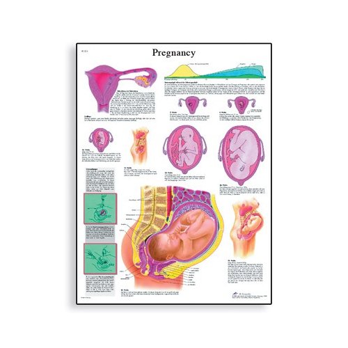 Schéma - těhotenství - AJ - 50x67 cm