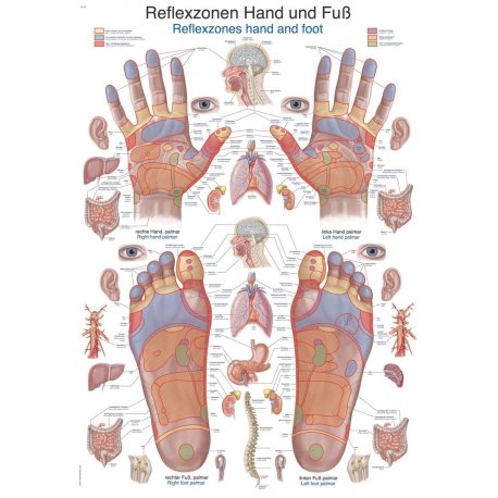 Schéma - reflexní zóny - ruce a chodidla