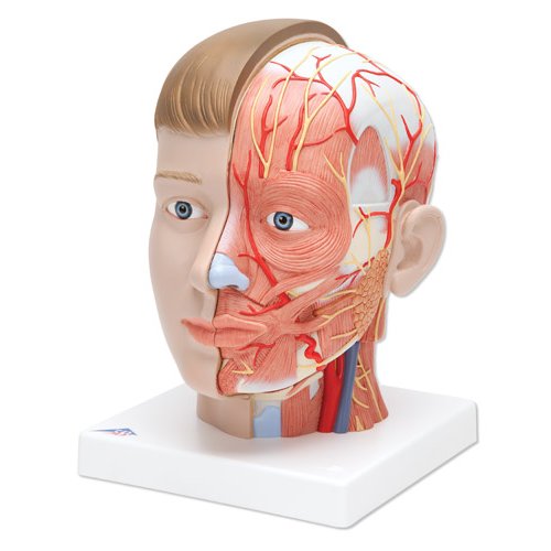 Model lidské hlavy s krkem - 4 části - evropský typ