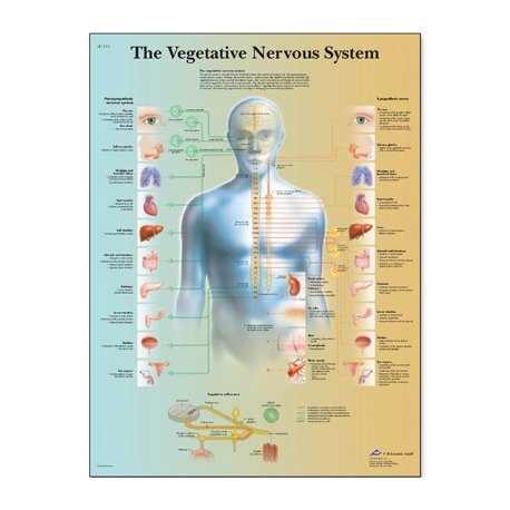 Schéma - vegetativní nervový systém - AJ - 50x67 cm