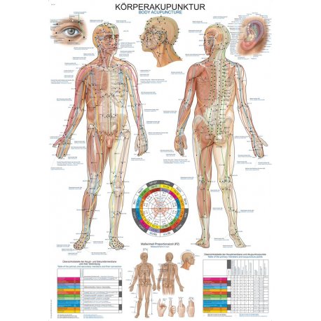 Schéma - akupunkturní body těla