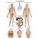 Schéma - lidský lymfatický systém