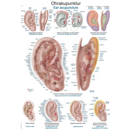 Schéma - akupunkturní body ucha
