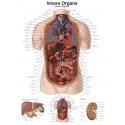 Schéma - vnitřní orgány
