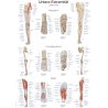 Scéma dolní končetiny zobrazuje kosti, klouby, svaly, vazy, cévy a nervy dolní končetiny, které jsou podrobně popsány. Popisky na plakátu jsou uvedeny v latině, němčině a angličtině.
