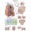 Schéma - anatomie zubů
