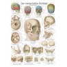 Schéma lidské lebky zobrazuje různé pohledy na lebku i jednotlivé kosti. Na tomto plakátu jsou všechny odborné popisky uvedeny latinsky, německy a anglicky. Plakát je vhodný jako pomůcka ke studiu anatomie člověka.