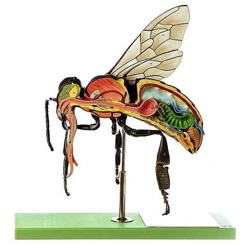Model včely dělnice - Apis mellifera