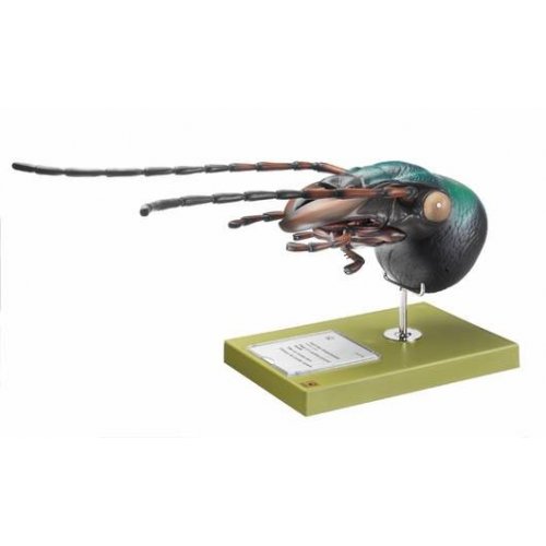 Model hlavy střevlíka - Carabus auratus