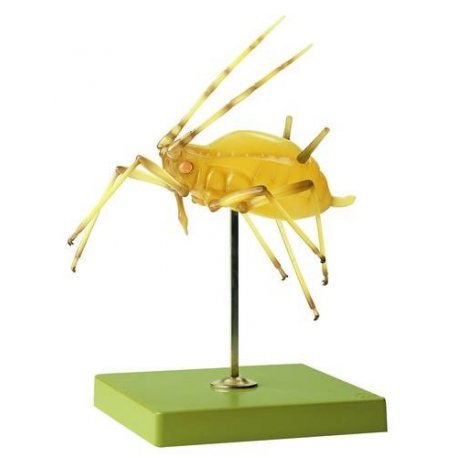 Model mšice - Macrosiphum rosae