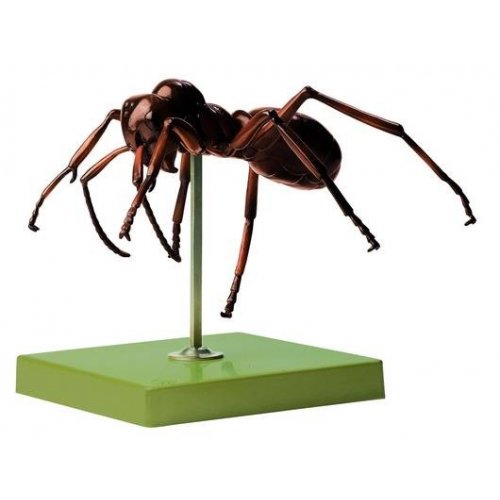 Model mravence - Formica polyctena