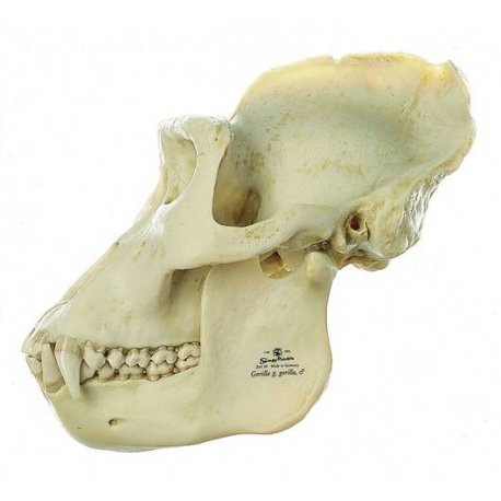 Lebka gorilího samce - model