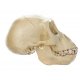 Lebka gorilího mláděte - model