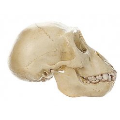 Lebka gorilího mláděte - model