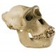 Lebka gorilího samice - model