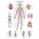 Schéma - lidský cévní systém